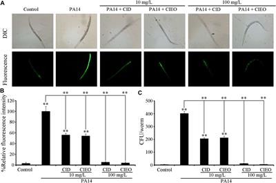 Antibacterial activity of cinnamon essential oil and its main component of cinnamaldehyde and the underlying mechanism